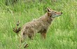 a  watchful coyote standing  amongst the green prairie grasses and yucca plants  in summer in the open space meadows in broomfield, colorado
