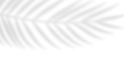 Poster - Tropical blurred leaf. Light overlay transparent effect.