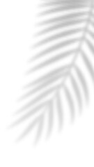 Poster - Tropical blurred leaf. Light overlay transparent effect.