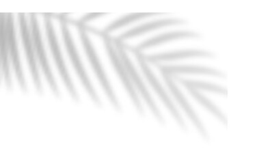 Poster - Tropical blurred leaf. Light overlay transparent effect.