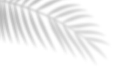 Poster - Tropical blurred leaf. Light overlay transparent effect.
