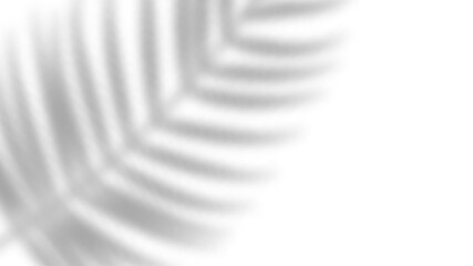 Poster - Tropical blurred leaf. Light overlay transparent effect.