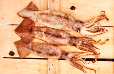  Flying squid fish on wooden background