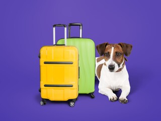 Canvas Print - Cute puppy dog sit near suitcase.