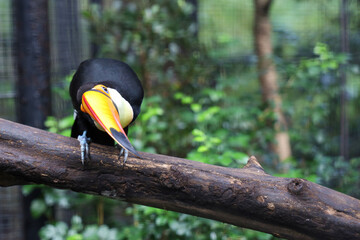 Wall Mural - The toco toucan bird on the wood tree in forest