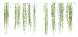 Set of Vernonia Elliptica creeper plant, vol. 2, isolated on transparent background. 3D render.