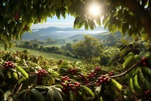 Rustic Coffee Plantation Scene, Showcasing Rows Of Lush, Green Coffee Plants, With Ripe, Red Coffee Cherries Ready For Harvest. Generative Ai