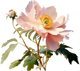 Anemone flower isolated on white, old watercolor