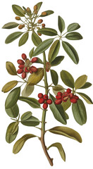 Guarana isolated on transparent background, old botanical illustration