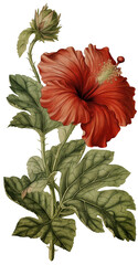 Wall Mural - Hibiscus isolated on transparent background, old botanical illustration