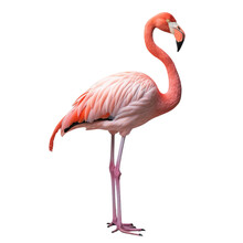 Pink Flamingo Png,  Image Created With Ia 