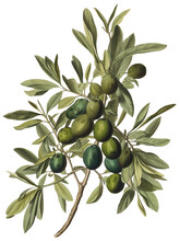 Olive Isolated On Transparent Background, Old Botanical Illustration