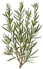 Rosemary isolated on transparent background, old botanical illustration