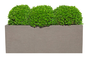 Canvas Print - Trois Buxus taillé en boule en bac