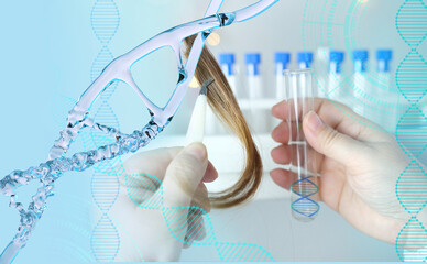 Wall Mural - scientist examines hair sample, curls in a package for research by genetic research in laboratory, technology blue background, concept of DNA analysis, establishing paternity