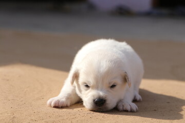 Beautiful Black and White puppies sitting on ground.