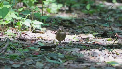 Canvas Print - oriental greenfinch in a forest