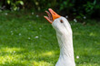 A close up shot of an angry goose