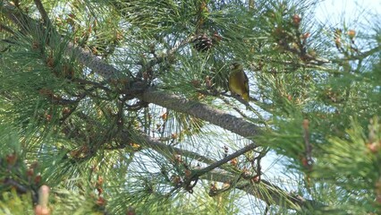 Canvas Print - oriental greenfinch in a forest