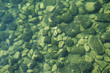 Bodensee, mit Muscheln besiedelte Steine unter Wasser