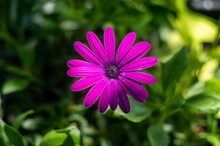 Closeup Shot Of A Pink African Daisy