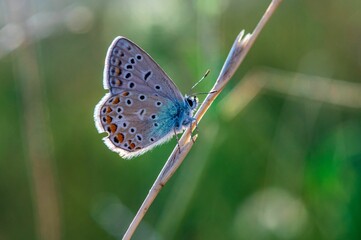 Wall Mural - Selective focus shot of a Polyommatus thersites butterfly on a plant