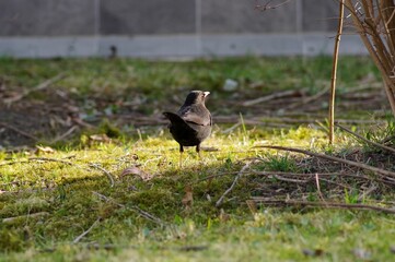 Sticker - Eurasian blackbird standing on the green grass in the garden on a sunny day