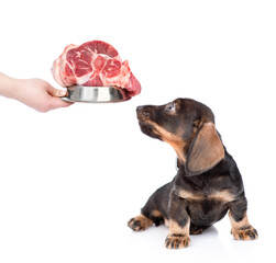 Wall Mural - Dachshund puppy looks up at bowl with raw meat. isolated on white background