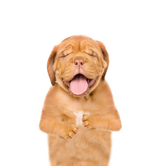 Poster - Portrait of a laughing  Mastiff puppy. Isolated on white background