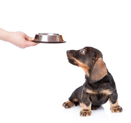 Leinwandbilder - Dachshund puppy looks up at bowl with water. isolated on white background