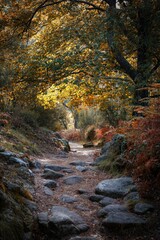 Poster - Beautiful shot of a path covered with rocks in a forest with colorful autumn trees