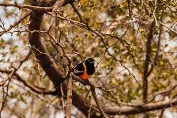 Sticker - Closeup of a Venezuelan troupial (Icterus icterus) on a branch of a tree