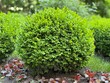 Green boxwood bushes in the park.
