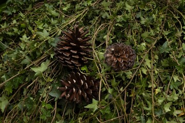 Sticker - a group of pine cones sitting in some green plants and ivy