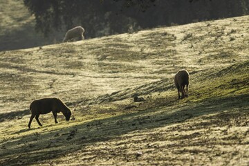 Wall Mural - Herd of sheep (Ovis aries) grazing in a green field on a summer day