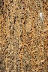 Canvas Print - Closeup of Termite Nest On Bark Of Tree