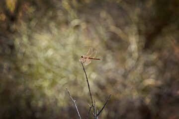 Sticker - Selective focus of a Variegated Meadowhawk dragonfly sitting on a thin branch