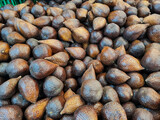 Salak fruit that has just been harvested from a salak plantation and will be sold in the market. Salak (Salacca zalacca) is a type of palm with fruit that is usually eaten. It is also known as sala
