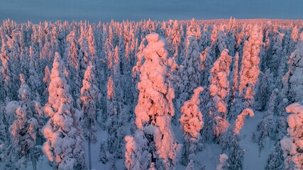 Sticker - Pink snow covered tree, in middle of snowy forest