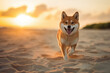 Cute japanese shiba inu dog closeup on the beach in japan, AI