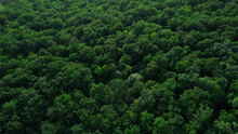Green Forest In Summer With A View From Above.Spring Birch Groves With Beautiful Texture.