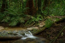 Scenic Landscape Featuring A River Running Through A Lush Forest, Mossman Gorge, Mossman