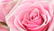 Beautiful rose flower macro or closed up holiday nature details background