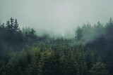 Fototapeta Na ścianę - Foggy forest mountain with tall trees
