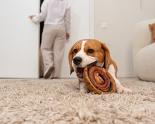 Beagle chews treat for dogs lying on a fluffy beige carpet. Woman leaves the dog at home alone. The dog eats a treat while the owner leaves the room. High quality horizontal photo