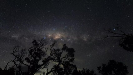 Wall Mural - Low angle of Milky Way in the night sky behind tree silhouettes in New Zealand shot in time lapse