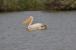 Great White Pelican, Djoudj National Bird Sanctuary, Senegal, Africa
