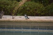 Pied Kingfisher perched on edge of swimming pool, Senegal