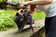 © Vadym - close-up of female hands putting a leash on a gray cat for a walk in nature. cat leash. convenient and smart leash for a comfortable walk