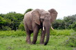 Afrikanischer Elefantenbulle (Loxodonta africana), grasend,  Savanne, männliches Tier, Safari, Südafrika, Afrika